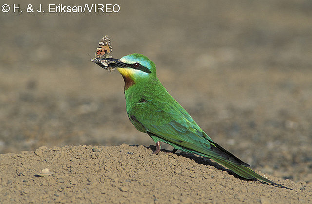 Blue-cheeked Bee-eater e05-1-360.jpg